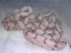 08_hypo_hog_islands_006.jpg