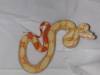 10459Albino_Boa_006.jpg