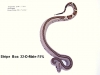 22-D-Male-75_-_750_.JPG