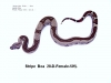 28-D-Female-50_-_500_.JPG
