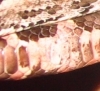 3_Close_up.jpg