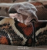 Baby_tounge.jpg