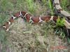 DSC01113.JPG