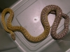 DSCN4074.JPG