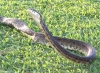 Grey_cobra_stance.jpg