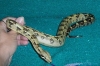 My_Pictures00011.jpg