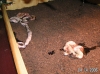 PICT0008.JPG