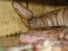 PICT0039.JPG