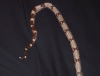 Roxy_Look_at_that_tail_.jpg