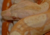 albino_boa.jpg