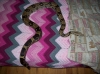 boa_002.jpg