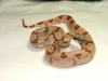 pastel_hypo_Special_K.jpg