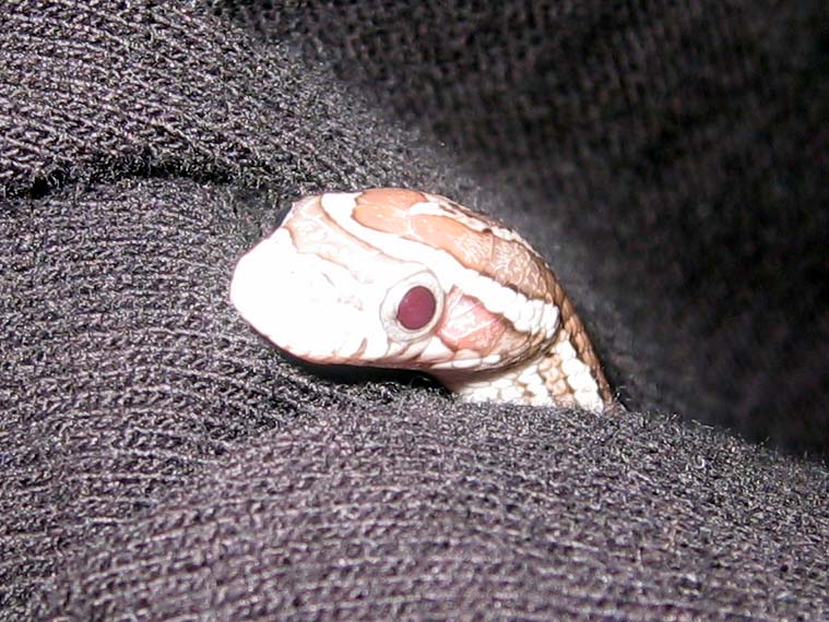 20051204snakes0009