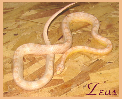 4795Zeus093004