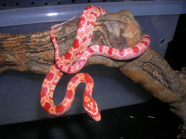 DSCN2438