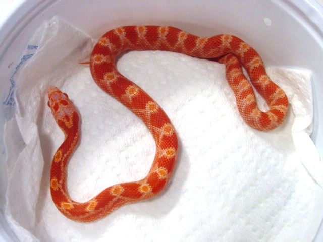 E032-06M