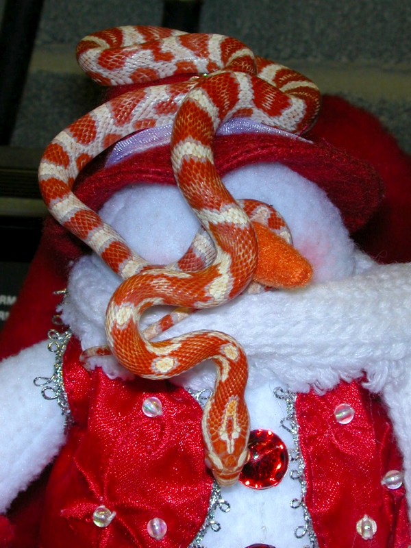 XmasCorns23