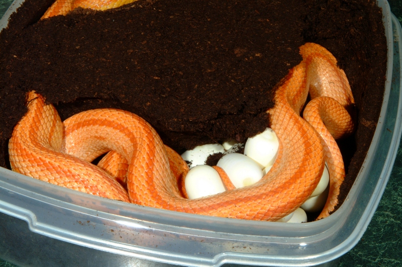 amelstripe_eggs_001