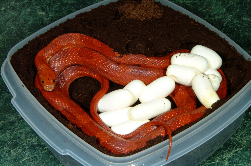 bloodred_eggs_001