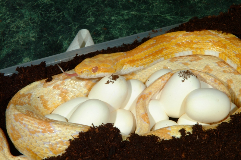 butter_eggs_001