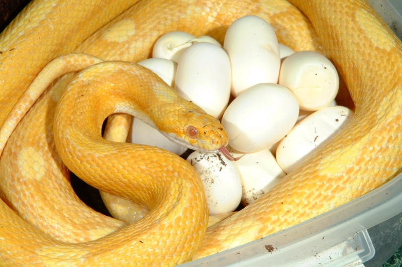 buttermotley_eggs_001