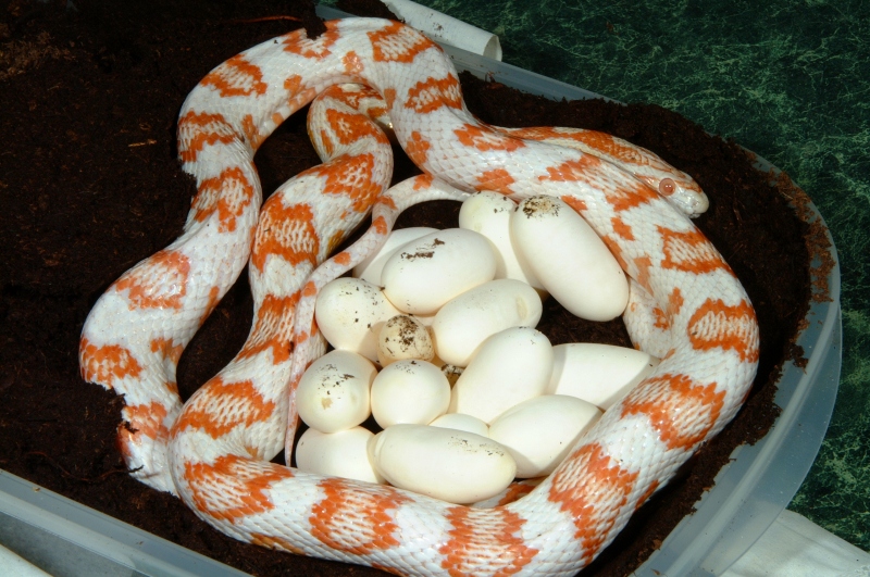 candycane_eggs_002