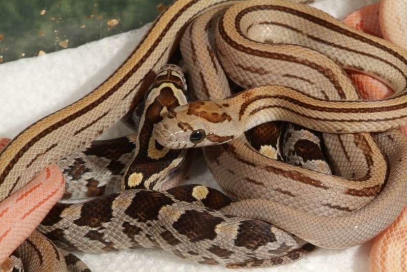 caramelstripe_05_001