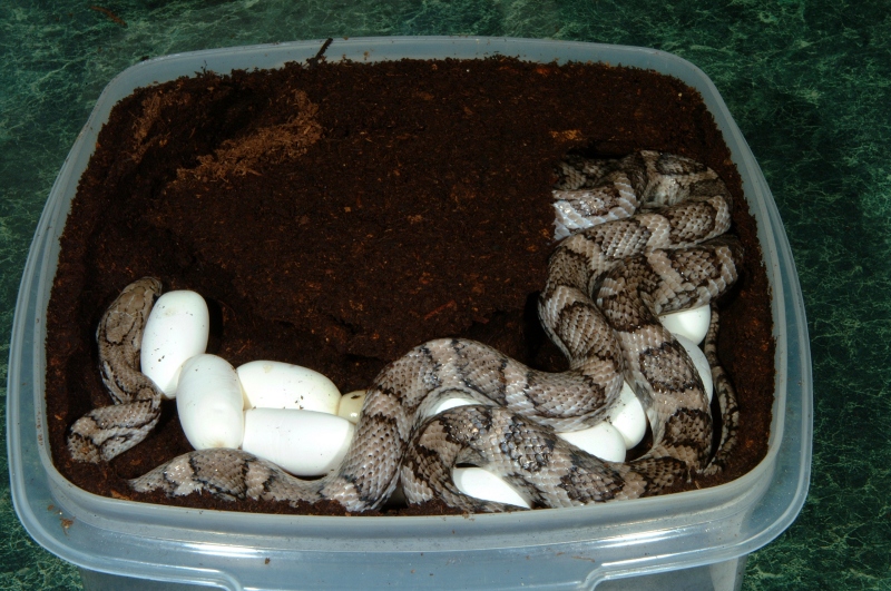 charcoal_odd_eggs_001