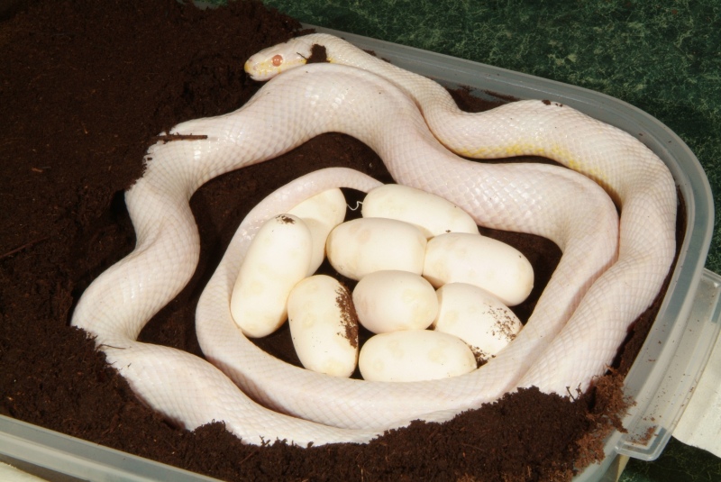corn_eggs02.jpg