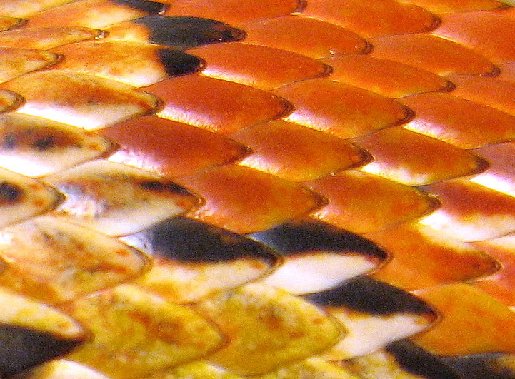cornscales4
