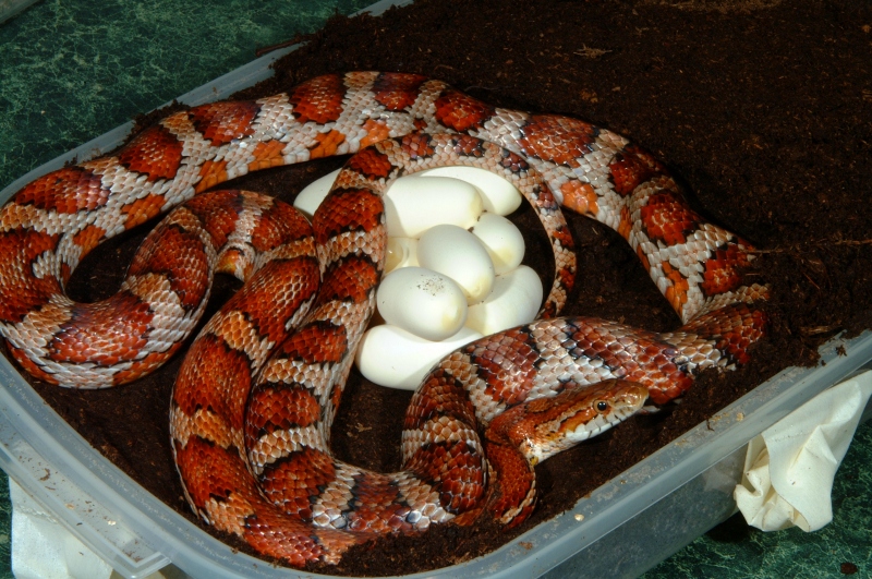 different_eggs_001