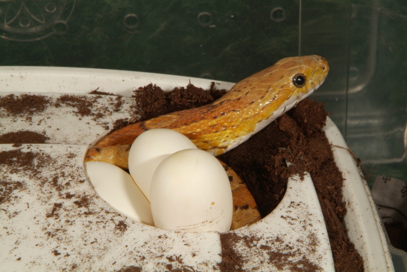 eggs_top02