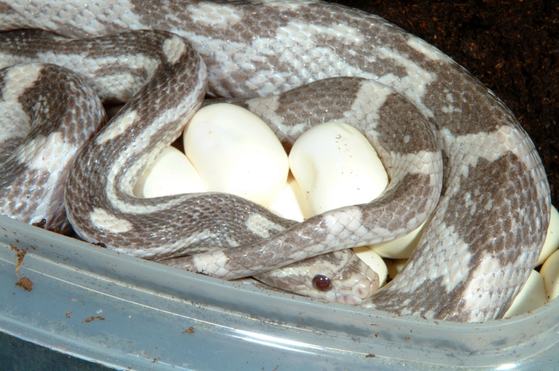 lavender_eggs_001