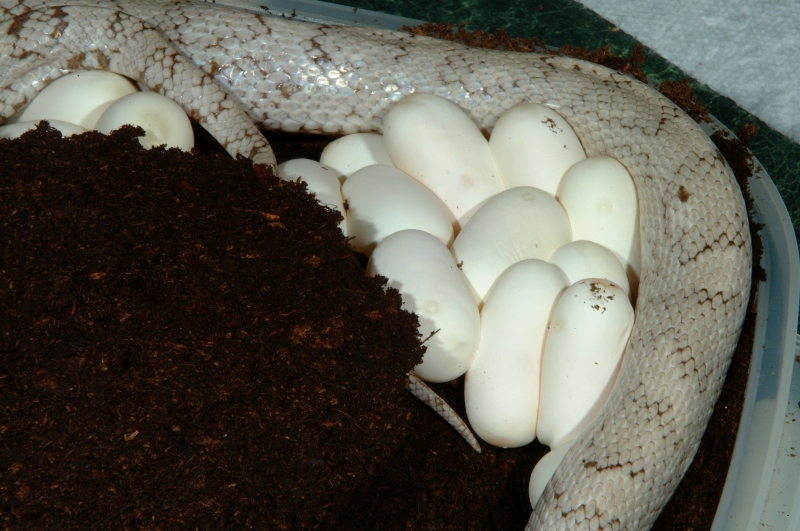 silverqueen_eggs_001
