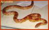 4795aphroditeoctober04.jpg