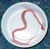 5092amel_4.jpg