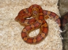 Cornelius_2-08-03_00003.jpg