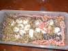 DSCN2772.JPG