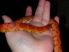 Flame06.JPG