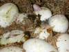 PeeksBabies014.JPG