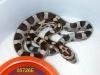 SweetiesKids18.JPG
