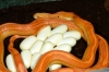 amelmotley_eggs_001.jpg