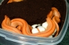 amelstripe_eggs_001.jpg