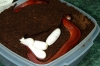 bloodred_eggs_002.jpg