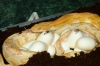 butter_eggs_001.jpg