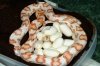 candycane_eggs_002.jpg