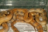 caramelbr001.jpg
