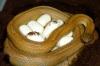 caramelmotley_eggs_001.jpg