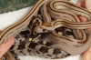 caramelstripe_05_001.jpg