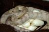 charcoal_ghost_eggs_001.jpg